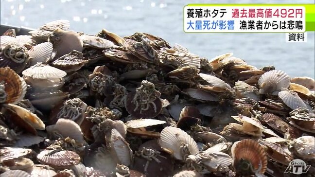 青森県・陸奥湾の『養殖ホタテ』1kgあたり492円　今季4回目の入札で過去最高値を更新「このままでいけばホタテ養殖をやれなくなる」|TBS NEWS DIG