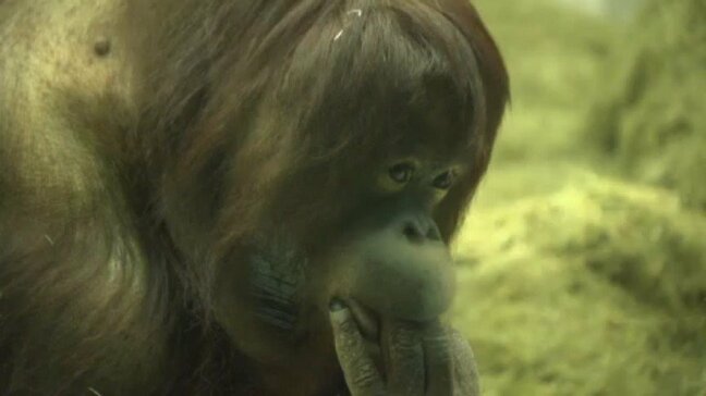 大好物の「甘平」もトッピング! とべ動物園のニューフェイス「ジェニファー」 15歳のバースデー|TBS NEWS DIG