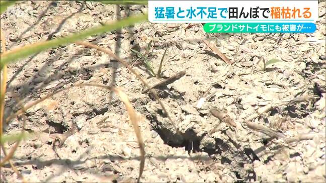 猛暑と水不足で「完全にこの暑さで弱ってる」田んぼにもブランド里芋畑にも渇水の影響 新潟県五泉市|TBS NEWS DIG