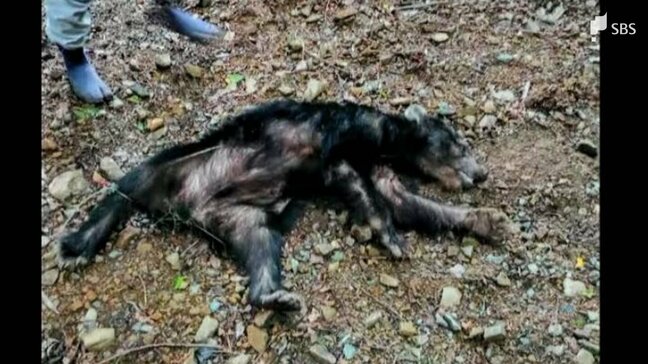 静岡県内でクマの目撃相次ぐ 浜松市でツキノワグマ1頭駆除 体長約1mの成獣=静岡県浜松市|TBS NEWS DIG