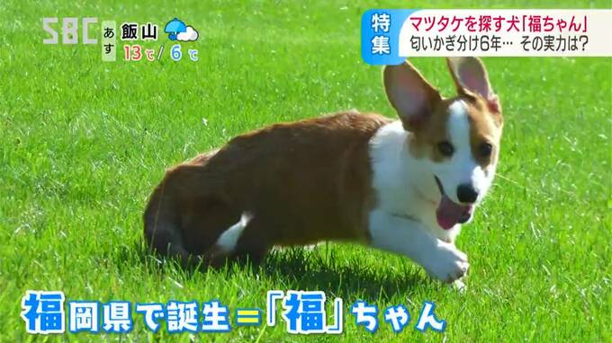 ここ掘れ ワンワン 掘ったら出た 出た マツタケがザックザク 信州で噂の マツタケ犬 のスゴ技 長野 Tbs News Dig 1ページ