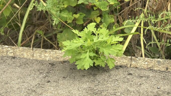 「秋の花粉症」に注意…原因は「雑草」　粒子が小さく「春の花粉症」と比べて症状強く出る傾向も「気管に入ると喉のイガイガ・せき・たんなど」　|　BSSニュース | BSS山陰放送