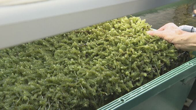 温泉水で「海ぶどう」の陸上養殖に成功　3年の苦労乗り越え、まもなく一般販売へ　|　大分のニュース｜OBS NEWS｜大分放送
