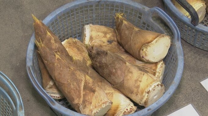 JA小松市でタケノコ出荷開始 2026年は収穫量多い「表年」　|　石川県のニュース｜MRO北陸放送