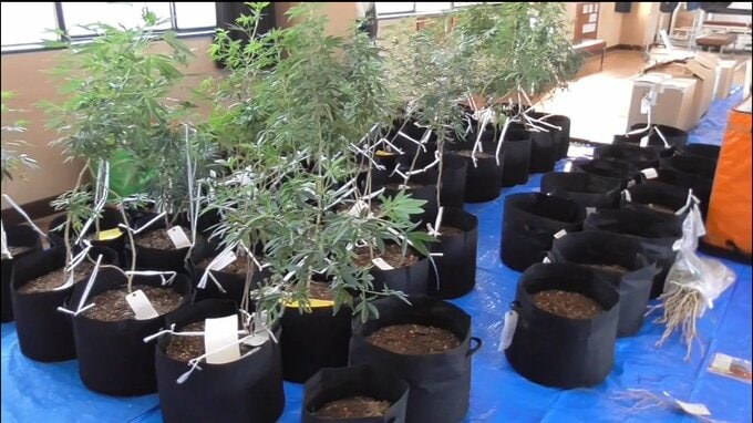 営利目的で乾燥大麻所持か　親子ら男3人を再逮捕　警察が小分けされた乾燥大麻と大麻草302鉢を押収　４回目の逮捕　広島|TBS NEWS DIG