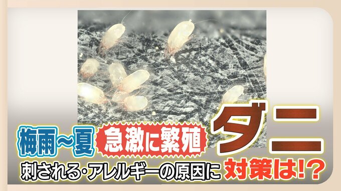 家の中の「ダニ」が梅雨から夏に急激に繁殖！　アレルギーの原因に　取り除くには？　|　福岡のニュース｜RKB NEWS｜RKB毎日放送