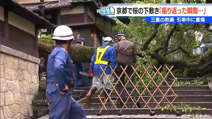 ｢振り返った瞬間に木が倒れてきた｣　桜の倒木で大けが　危険な街路樹を見分けるには？　専門家に聞いた2つのポイント|TBS NEWS DIG