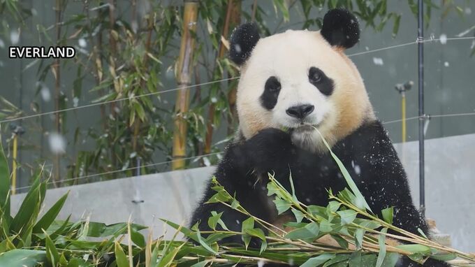 韓国で人気者のパンダ「フーバオ」が4月初めに中国へ