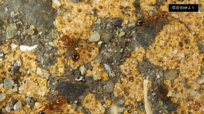 【速報】大阪・夢洲でヒアリ400匹以上を確認 働きアリだけでなくサナギも…繁殖している可能性は排除できず 万博会場から見て東側の一般人は立ち入らないエリア|TBS NEWS DIG