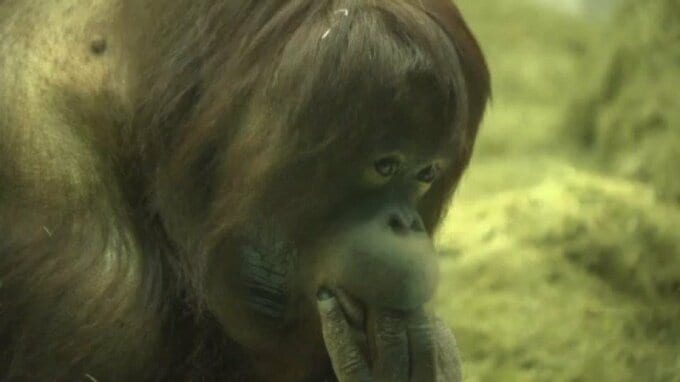 大好物の「甘平」もトッピング! とべ動物園のニューフェイス「ジェニファー」 15歳のバースデー|TBS NEWS DIG