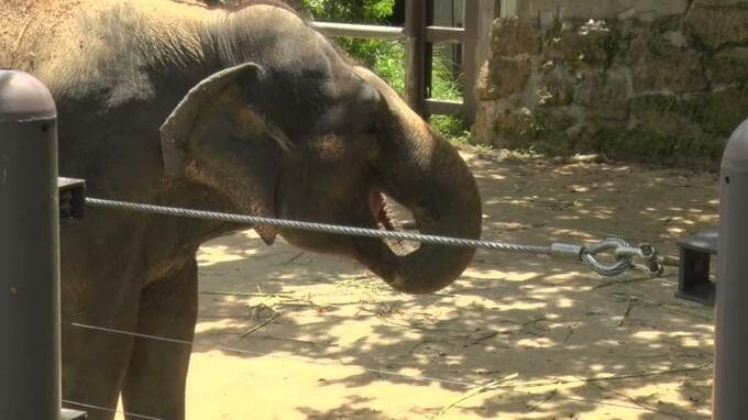ゾウが前脚と鼻で飼育員を圧迫し肋骨など折る重傷 沖縄こどもの国で採血作業中の事故 「ゾウには全く非がない」|TBS NEWS DIG