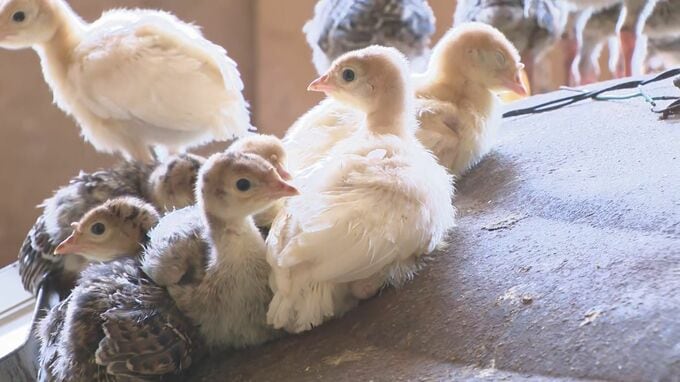 七面鳥のベビーラッシュ　復「コー」のシンボルとして　石川県・輪島市　|　石川県のニュース｜MRO北陸放送