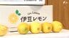 新ブランド「伊豆レモン」熱海でデビュー 酸味とコクの秘密は「魚のアラ」肥料 伊豆レモンサイダーも登場 ＝静岡　|　静岡のニュース | SBSNEWS | 静岡放送