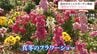 ストックやポピーなど約1万株が咲き誇る「真冬のフラワーショー」　宮崎市の宮交ボタニックガーデン青島で開催　|　MRTニュース ｜ ＭＲＴ宮崎放送