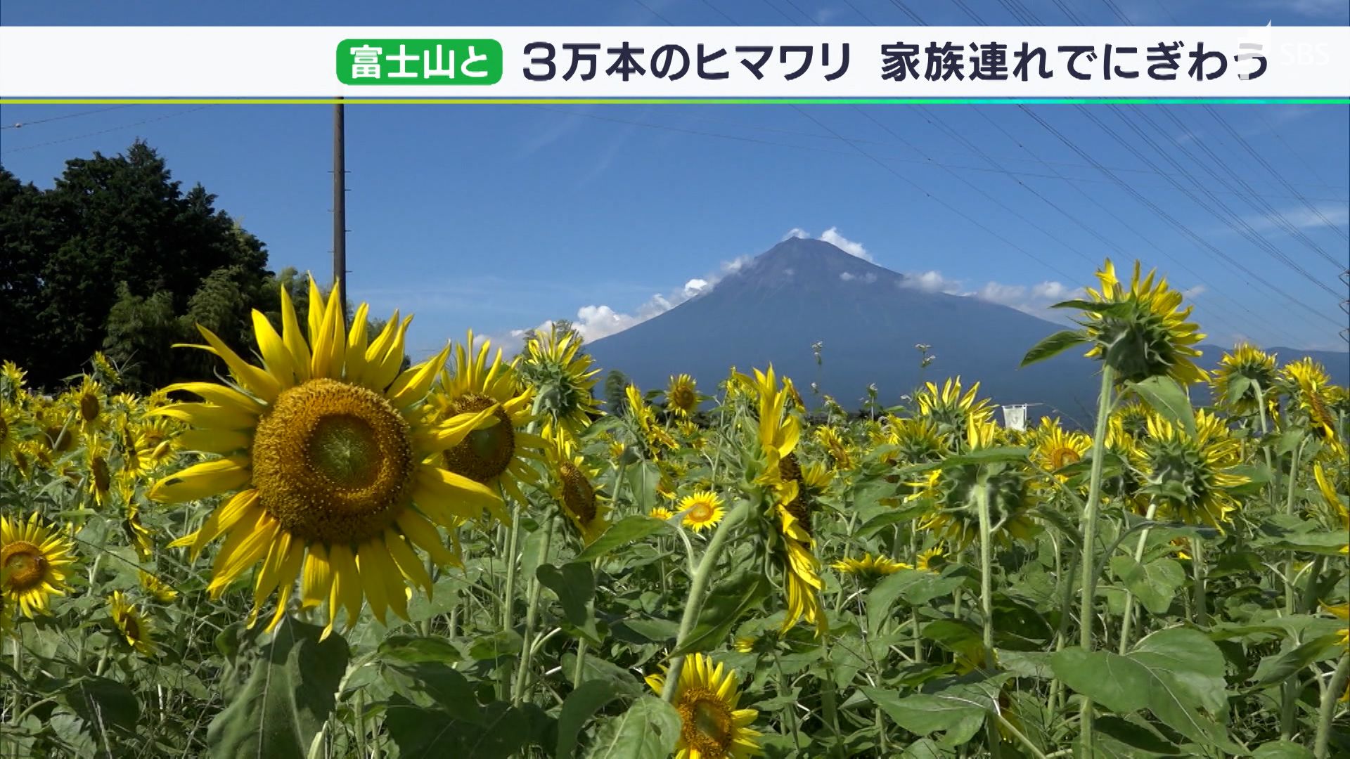 3万本のヒマワリが 夏富士 と共演 家族連れでにぎわう 静岡 富士市 Sbs News 静岡放送 静岡県内ニュース 天気