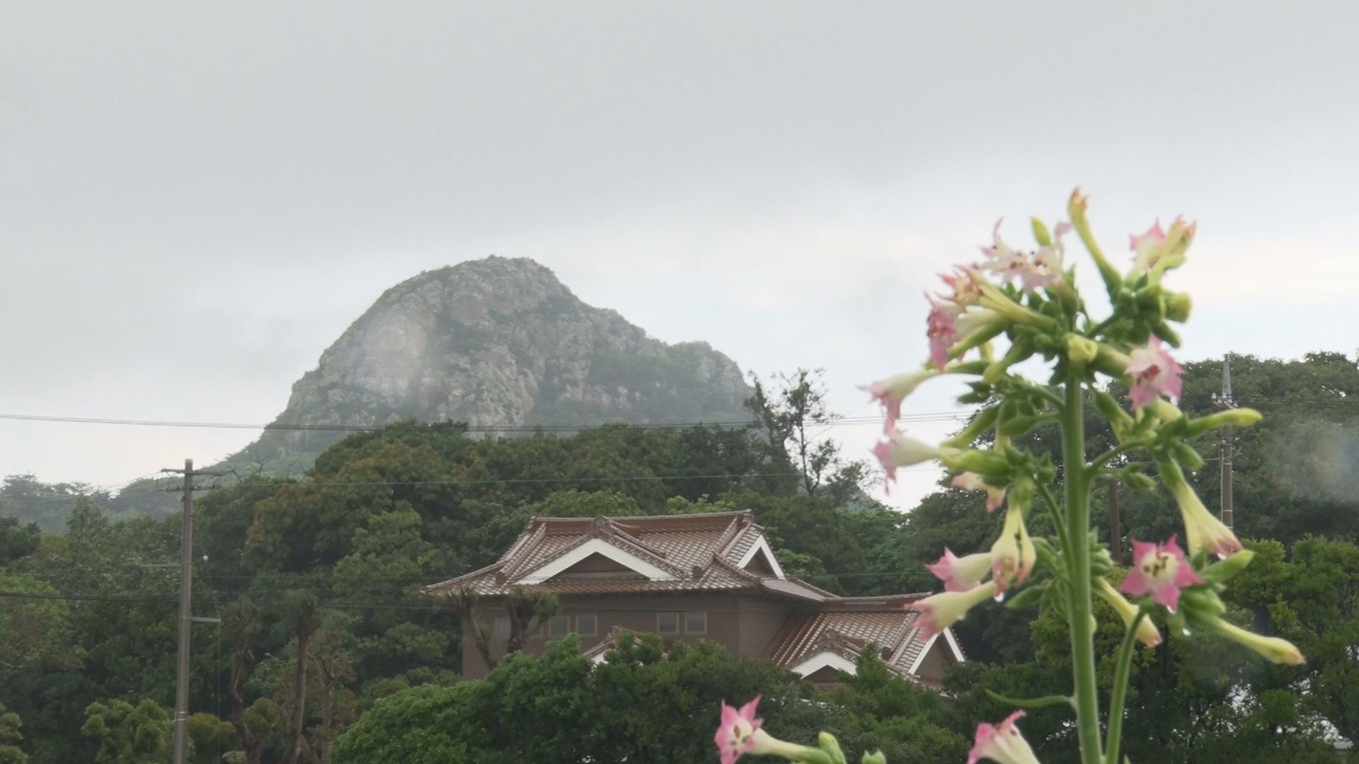 伊江島で葉たばこの花咲く