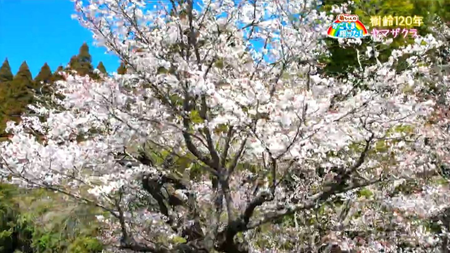 かごしま 鹿児島県 空撮写真集 平成の大合併 平成１９年創刊 当時価格28000 樹齢120年のヤマザクラ 鹿児島市【亀ちゃんのかごしま撮った