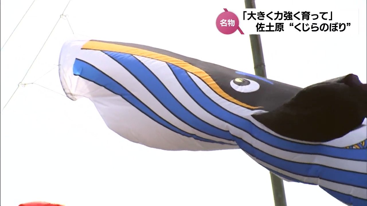 くじらのぼり」に「カツオのぼり」 こどもの日に向け 宮崎県の空に泳ぐ