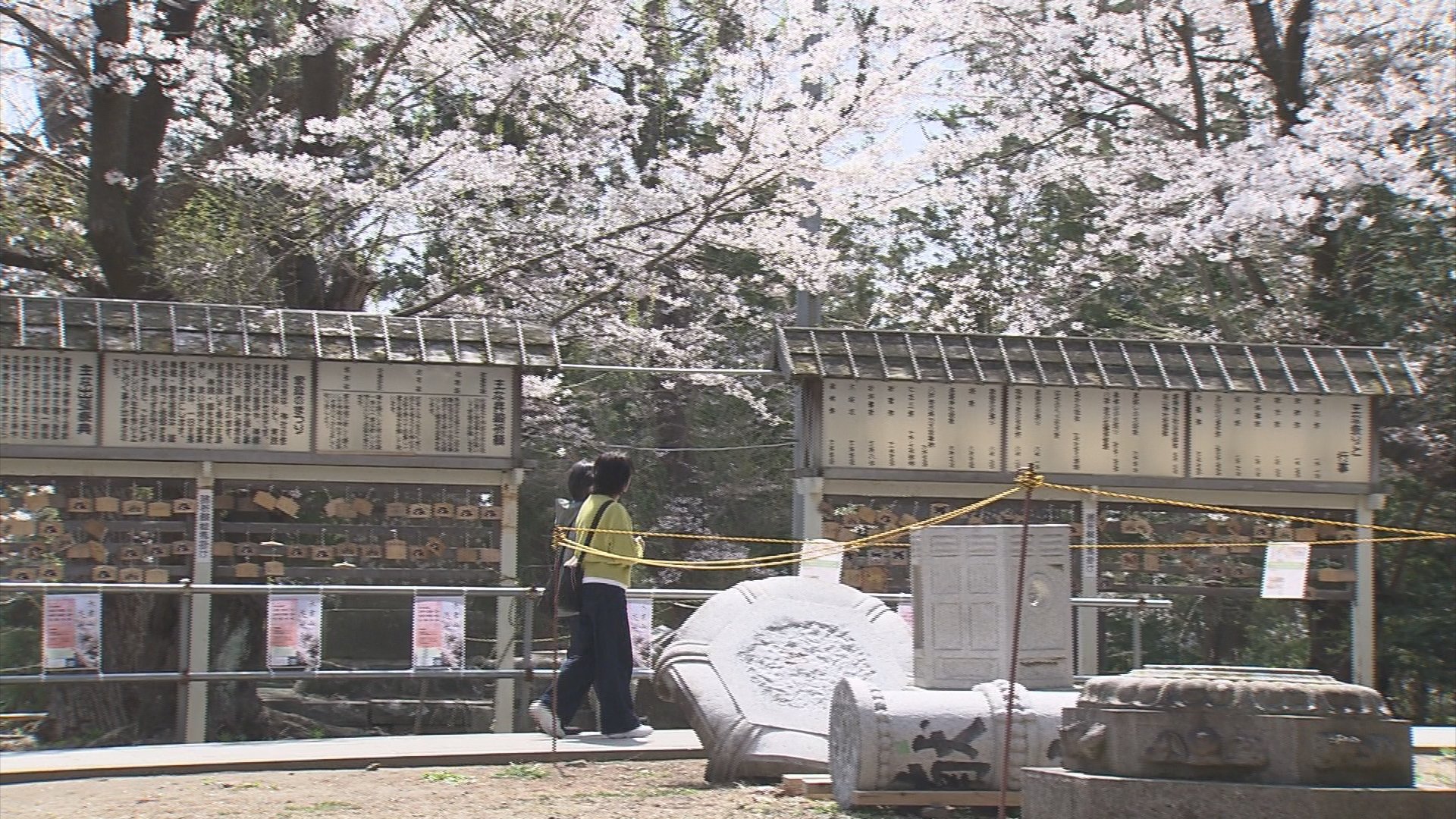 地震で被災の神社で咲き誇る約300本の桜 「長者山新羅神社」“災害の爪