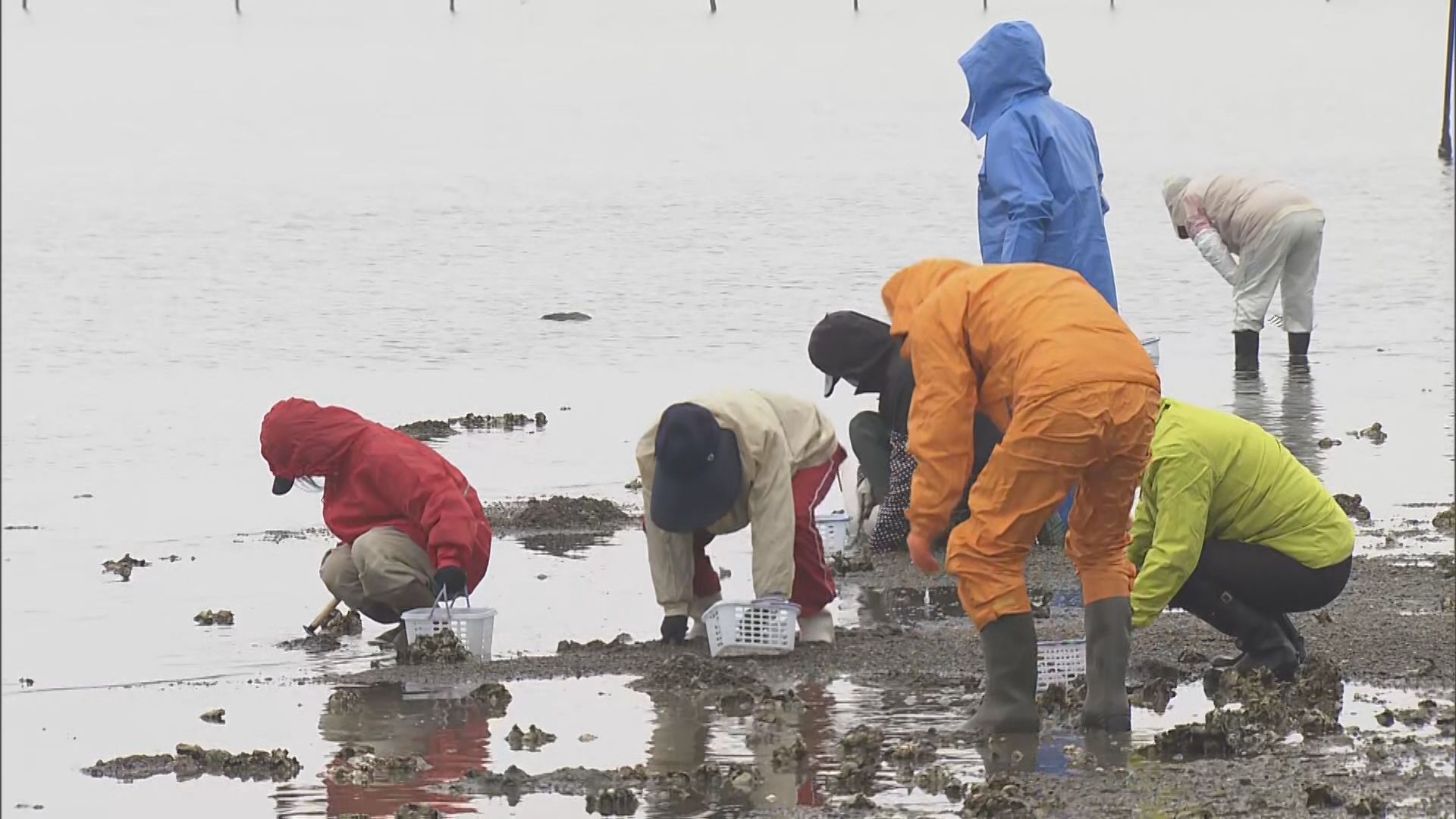 雨のなか潮干狩りが解禁 大勢の人で賑わう　アサリは大粒で味も濃いのが特長の天然もの　愛知・田原市