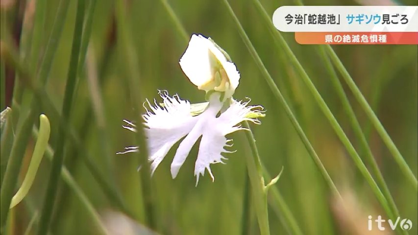 湿原に咲く白い花 サギソウ が見頃 愛媛県が絶滅危惧種に指定 愛媛のニュース Nスタえひめ あいテレビは6チャンネル 湿原に咲く白い花 サギソウ が見頃 愛媛県が絶滅危惧種に指定 愛媛のニュース Nスタえひめ あいテレビは6チャンネル