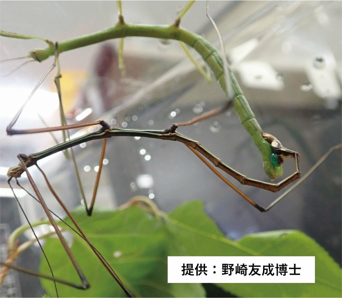 伝説の七節】ロードハウナナフシに酷似のトゲアシフトナナフシオバケ