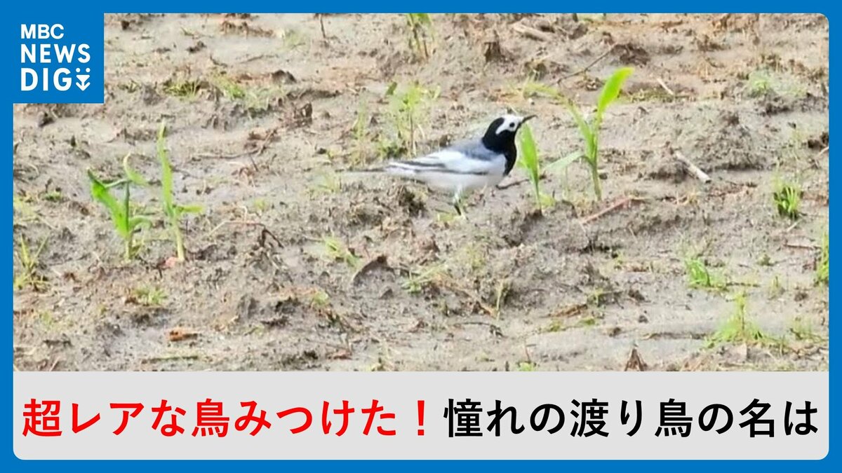 かごしま南北600キロ 超レアな鳥みつけた！憧れの渡り鳥の名は 甑島