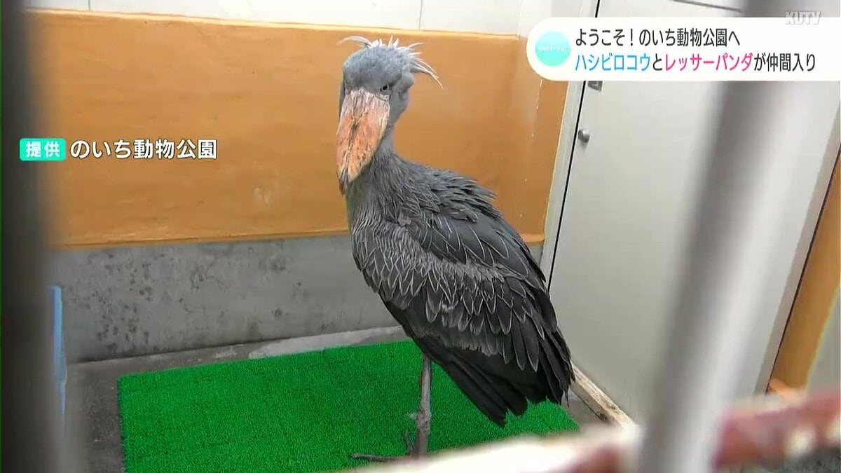 【国内正規品】レッサーパンダ　パンダ　ハシビロコウ　モルモットアルパカ　カピバラ img_90964724bdefbc8122442ec2b0