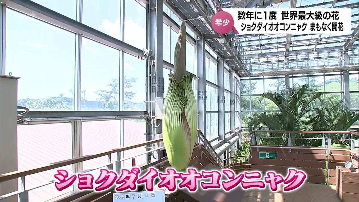 開花すると強烈な腐敗臭を放つとも・・・ 世界最大級の花「ショクダイ