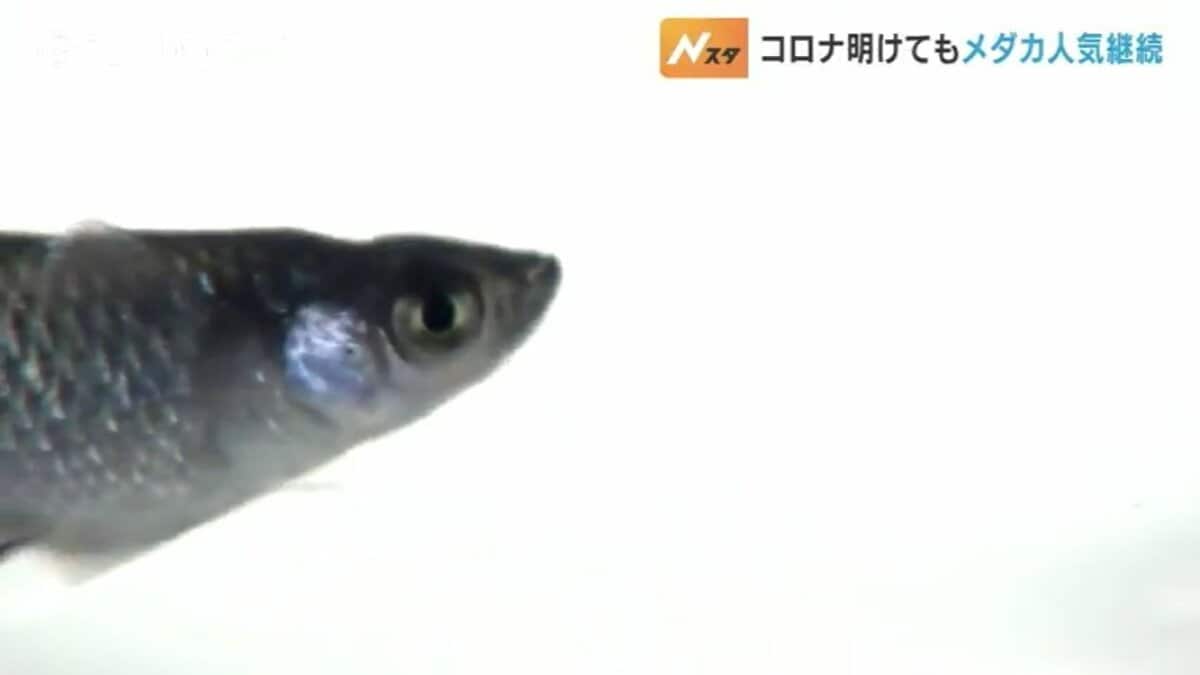 メダカ　即売会 見てて飽きない」「どうしても欲しい」メダカ即売会にぎわう 巣ごもり