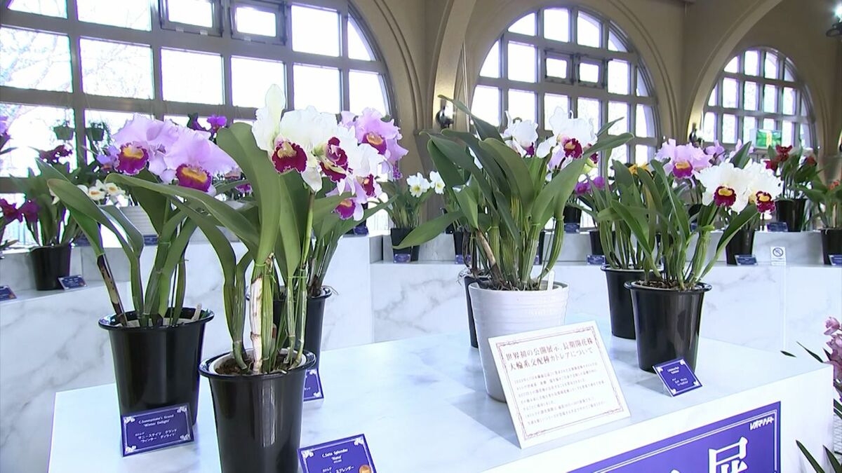 ランの女王」カトレア約100株が並ぶ展示会 丸亀市のレオマリゾート
