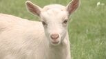 「走っているところがかわいかった」愛くるしいヤギとヒツジの赤ちゃん 来園客に人気＝静岡・富士山こどもの国|TBS NEWS DIG