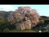 【映像でお花見】古山の頂上にそびえ立つ「平家一本桜」~福岡 | 福岡のニュース|RKB NEWS|RKB毎日放送