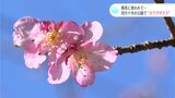陽気に誘われて…高知・四万十市の公園で“カワヅザクラ” | 高知のニュース・天気|KUTV NEWS | KUTVテレビ高知