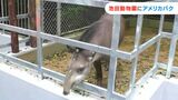 「パクパク食べた」アメリカバクの「ルーニー君」体重180キロ 池田動物園で餌やり体験も【岡山】|TBS NEWS DIG