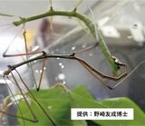ナナフシにオスは不要…?精子作れず、遺伝子残せず「もはやオスとしての意味なさず」福島大学など発表 | 福島のニュース│TUF