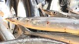 サンマの漁場が近海へ 岩手・大船渡に260トンの水揚げ 小型船からも期待の声|TBS NEWS DIG