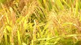 コメ農家の手取り収入が135億円減 猛暑少雨の影響で作況は“やや不良”「支援必要」と新潟県|TBS NEWS DIG