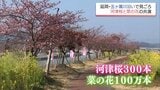 300本の河津桜に100万本の菜の花が見ごろに　延岡市の五ヶ瀬川沿い「コノハナロード」　|　MRTニュース ｜ ＭＲＴ宮崎放送