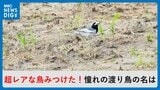 かごしま南北600キロ　超レアな鳥みつけた！憧れの渡り鳥の名は　甑島　|　鹿児島のニュース｜MBC NEWS｜南日本放送