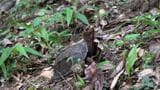 天然記念物のカメやトカゲを沖縄県で捕獲し郵送 茨城県のペットショップ経営者ら逮捕 | 沖縄のニュース|RBC 琉球放送