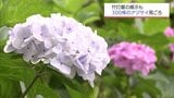 約300株のアジサイが見ごろに 宮崎市の平和台公園|TBS NEWS DIG