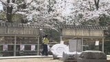 地震で被災の神社で咲き誇る約300本の桜　「長者山新羅神社」“災害の爪あと”残るも「とてもきれいでよかった」　“おとぎの桜”の愛称で親しまれる推定樹齢約300年の一本桜も美しく　17日にに満開見込み|TBS NEWS DIG