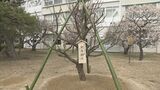 「天神様の梅」10年ぶり再び植樹…太宰府天満宮から福島高に 計6本が生徒見守る 福島 | 福島のニュース│TUF