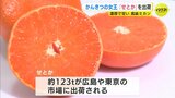 “柑橘の女王” 高級ミカン「せとか」の出荷始まる　今シーズンは猛暑の影響で小ぶりも味は例年通りの仕上がり　|　RCC NEWS | 広島ニュース | RCC中国放送