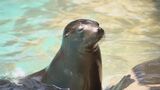 暑さで動物たちもぐったり ひさしを付けてもらったアシカは…涼しそう 体温超えの暑さでも東山動植物園は家族連れでにぎわう|TBS NEWS DIG
