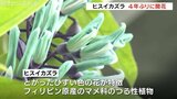 鮮やかなブルー ヒスイカズラが4年ぶりに開花 重みで落下し切除も残ったつるが成長 富山 | 富山のニュース|天気・防災|チューリップテレビ