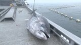 クロマグロ獲れすぎ…売れば10万円も「海に捨てるしかない」 日本提案の漁獲枠25%拡大案、メキシコが直前で別案支持し合意至らず|TBS NEWS DIG