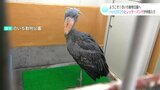 高知へようこそ!のいち動物公園へ ハシビロコウとレッサーパンダが仲間入り | 高知のニュース・天気|KUTV NEWS | KUTVテレビ高知
