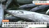 本来は瀬戸内海などにいるはず... 「タチウオ」が石巻で水揚げ “暖水性”の魚が獲れるワケ|TBS NEWS DIG